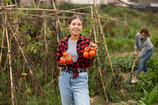 Portrait of happy farmer girl picking ripe red tomatoes. Concept of food self-sufficiency.