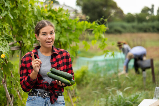 Young woman harvesting cucumbers with her family in a field