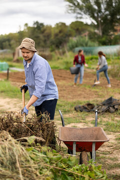 Male gardener places dry tops in a wheelbarrow for disposal