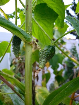 Green cucumber