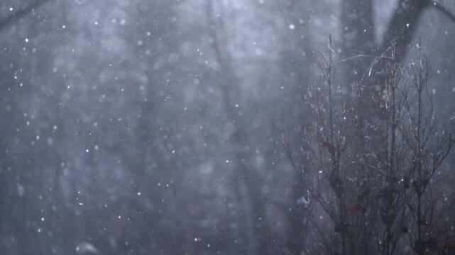 静寂な冬の森に舞い散る雪と枯れ木のスローモーション映像