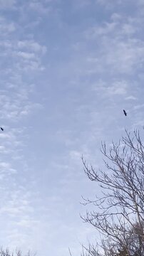 Two Bald Eagles Stalling in the Wind
