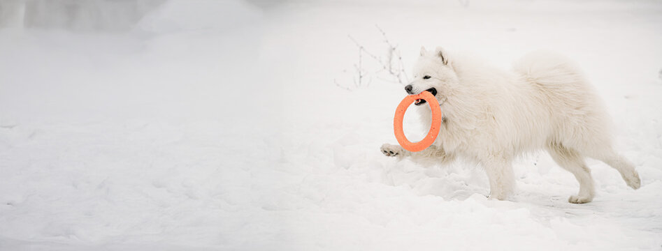 Funny Young White Samoyed Dog Or Bjelkier, Smiley, Sammy Playing Fast Running Outdoor In Snow, Winter Season. Playful Pet