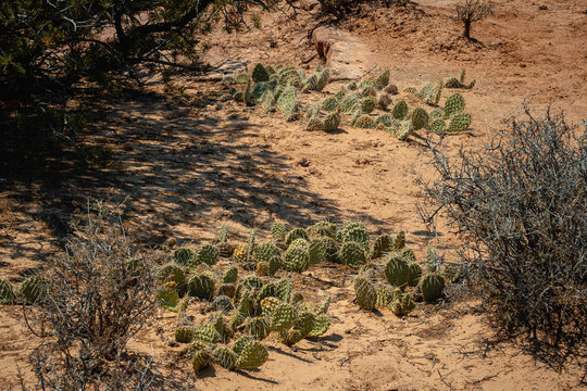 Thorny Cactus Spreads Across Sandy Terrain. Sunlit Prickly Pear With Shaded Scrub In Desert Landscape