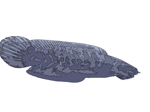 Vector illustration of a snakehead fish&nbsp;