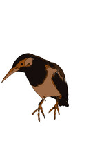Fototapeta premium Vector illustration of a small brown and black bird