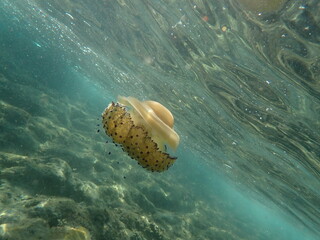 Cotylorhiza tuberculata jellyfish in the water © Alex Jauk