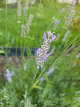 Lavender