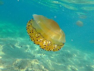 Beautiful yellow jellyfish in the sea © Alex Jauk