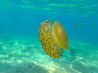 Yellow jellyfish swimming in the blue water © Alex Jauk