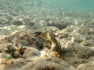 Crab on the beach underwater picture © Alex Jauk