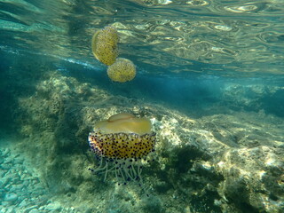 Multiple jellyfishes nearby the beach photo © Alex Jauk