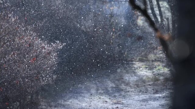静寂な冬の森に舞い散る雪と枯れ木のスローモーション映像