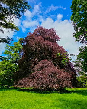 purple beech, also known as the copper beech, in the beautifully designed landscape surrounding the medieval ruins of Dryburgh Abbey in the Scottish Borders