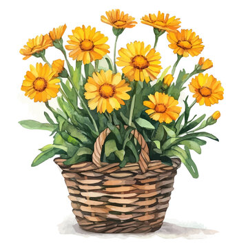 Calendula Bouquet In A basket, vibrant watercolor vector illustration with flowing and detailed brush strokes, isolated on a white background.