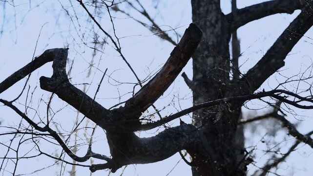 静寂な冬の森に舞い散る雪と枯れ木のスローモーション映像