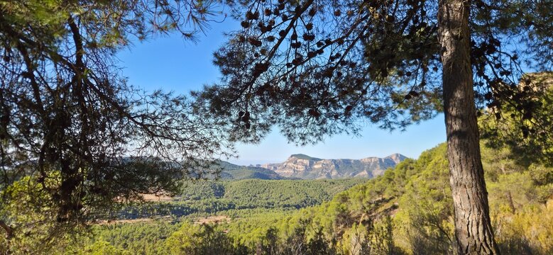Bosques de pinos mediterr&aacute;neos