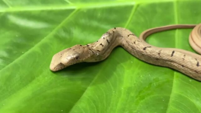 Two headed snake moving across a vibrant green leaf in high resolution video footage capturing the rare biological anomaly of polycephaly with both heads flickering their tongues independently while n