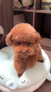 Adorable brown toy poodle standing on a soft light blue cushion while playful motion footage captures the fluffy puppy interacting with a human finger during a cozy indoor video session showcasing exp