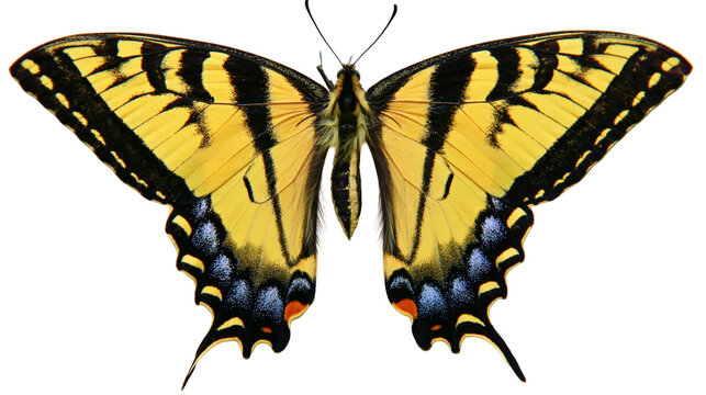 Isolated vibrant yellow and black swallowtail butterfly with open wings showing intricate patterns.