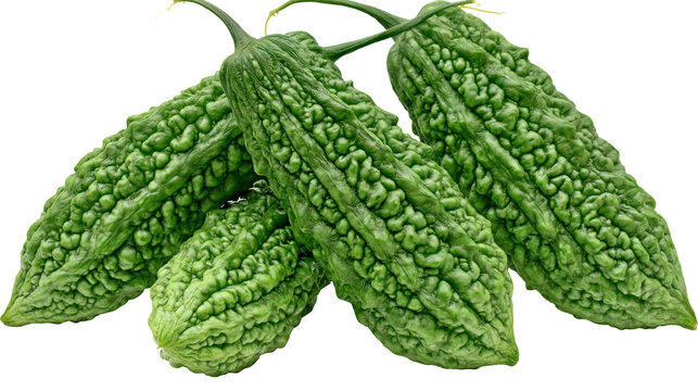 Isolated fresh raw green bitter gourds healthy exotic vegetable close up studio shot
