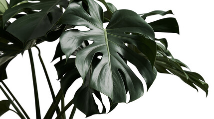 Isolated large green monstera plant leaves with holes, natural tropical houseplant detail. © Saoirse