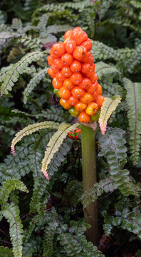 exotic plan-A vibrant orange, cone-shaped berry cluster stands out amid a lush backdrop of green fern fronds.