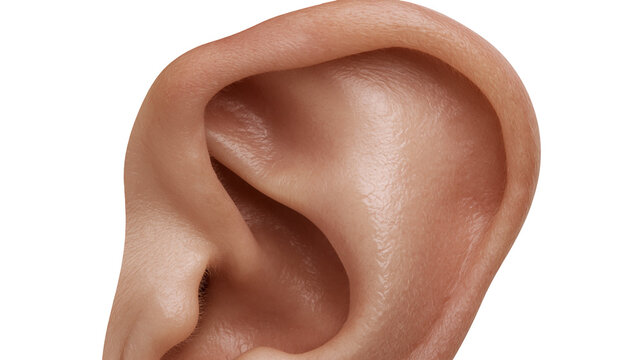 Isolated human ear showing detailed anatomy and healthy skin texture, close up studio shot