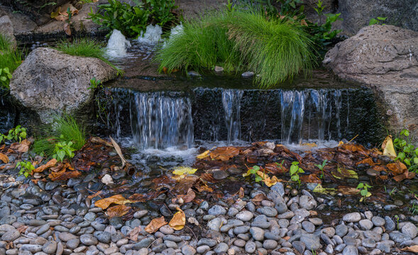 Artesian Spring with Tropical Plants and Leaves.