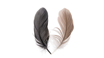 Isolated two elegant bird feathers, one dark and one light, gently lying on a surface. © Saoirse