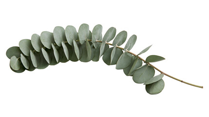 Isolated eucalyptus branch with green leaves, delicate botanical element for natural design © Saoirse