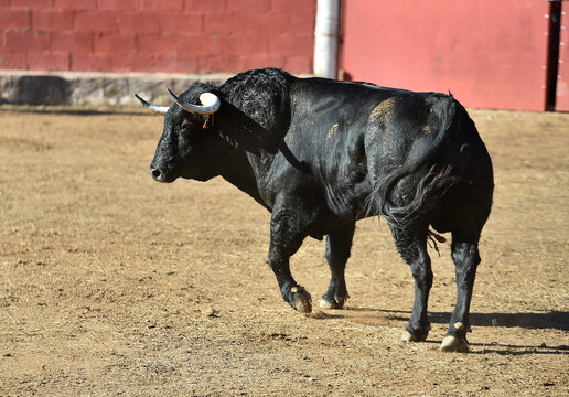 fighting bull in the spanish bullring in a traditional spectacle of bullfight