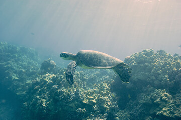 Green sea turtle swimming over a coral reef near Hawaii © willtu