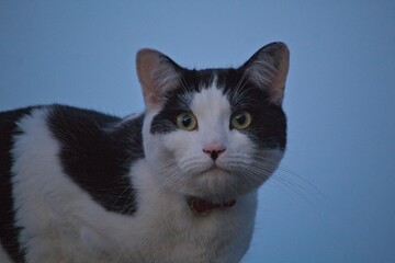 portrait of a tuxedo cat © Phillip