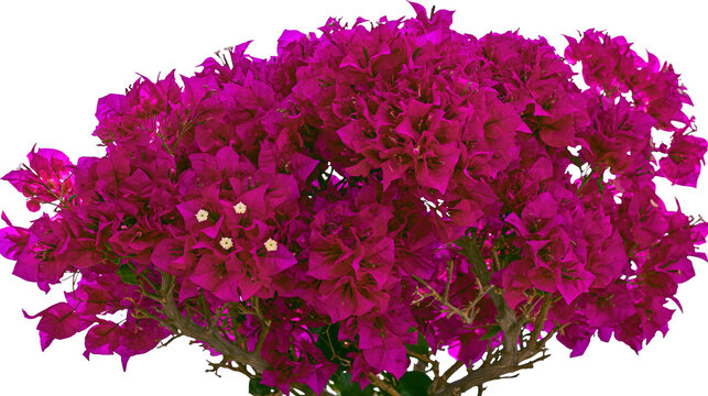 Isolated vibrant magenta bougainvillea plant bursting with abundant colorful blooms