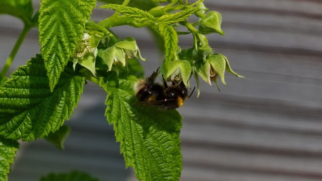 bee on a flower upside down
