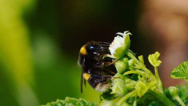 Bumblebee on a flower