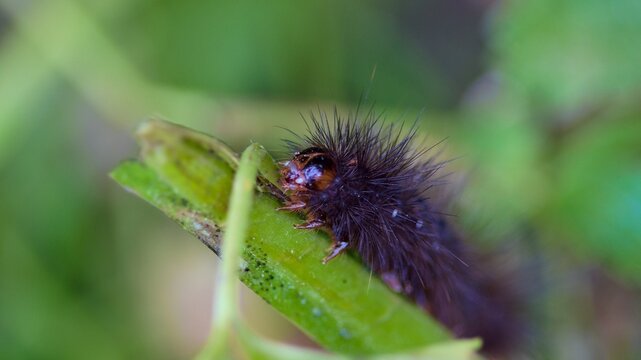 Garden tiger moth caterpillar 