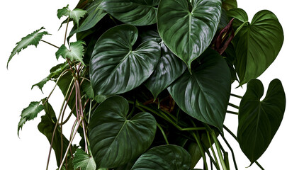 Isolated vibrant ornamental houseplant with dense dark green heart-shaped leaves and trailing foliage © Conor