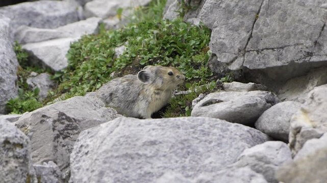American pika small alpine mammal sitting on rocky terrain amongst green vegetation. Kananaskis, Alberta, Canada.