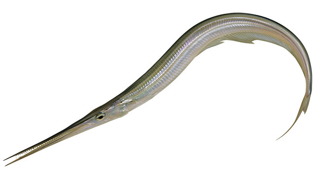 Isolated long slender silver needlefish or garfish with pointed snout curving gracefully