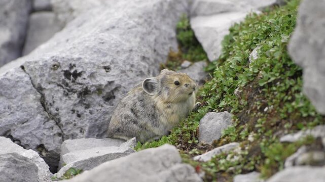 American pika small alpine mammal sitting on rocky terrain amongst green vegetation. Kananaskis, Alberta, Canada.