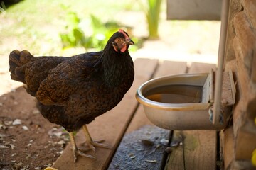 Black and Copper Hen Beside Waterer at Chicken Coop © Stacie
