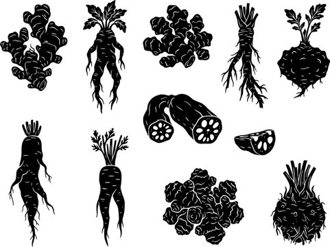 Root vegetable icon set in a flat black silhouette style including ginger, ginseng, lotus root, celery, celeriac and horseradish.