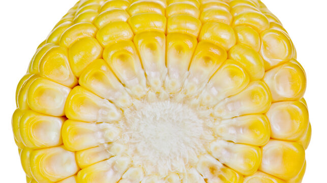 Isolated fresh sweet corn on the cob, cut to reveal vibrant yellow kernels and white core.