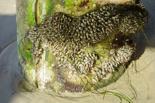 Dense cluster of gooseneck barnacles firmly attached to a concrete pier piling at low tide