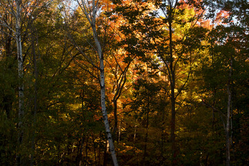Beautiful fall colors of the Adirondack forest foliage with birch tree
