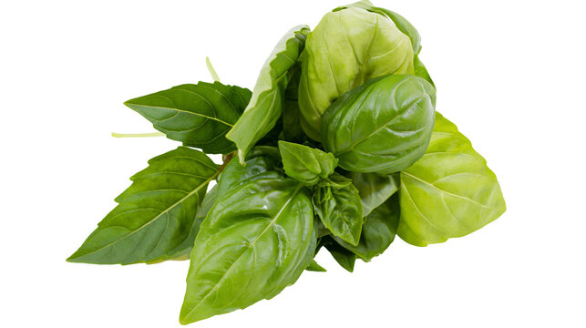 Isolated fresh green aromatic basil leaves, healthy organic culinary ingredient for cooking