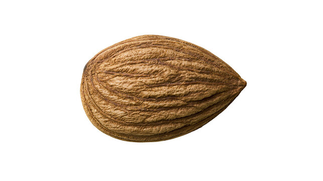 Isolated raw almond nut with wrinkled brown skin, a natural healthy snack food ingredient