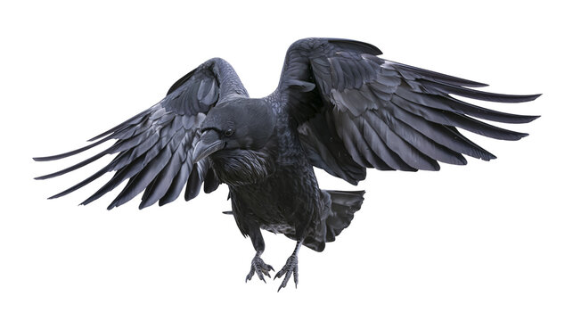 Isolated large black raven in full flight with wide-spread powerful wings, dramatic pose